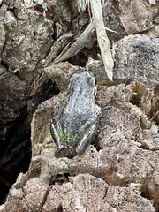 Pseudacris regilla