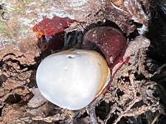 Ganoderma oregonense