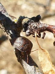 Solenosthedium bilunatum