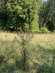Cirsium discolor