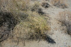 Funastrum