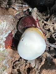 Ganoderma oregonense