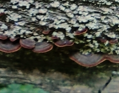 Hymenochaete rubiginosa