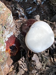 Ganoderma oregonense