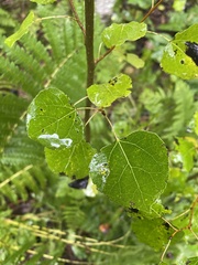 Populus tremuloides