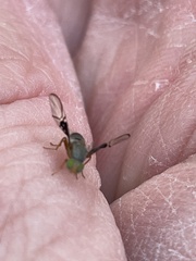 Anomoia purmunda