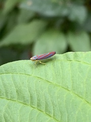 Graphocephala coccinea