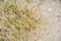 Funastrum