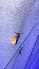 Virbia opella