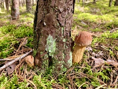 Aureoboletus projectellus