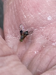 Anomoia purmunda