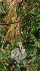 Pulsatilla