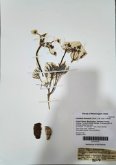 Lomatium farinosum