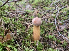 Aureoboletus projectellus