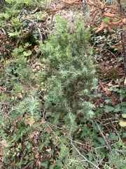 Juniperus oxycedrus