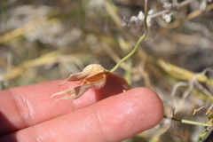 Funastrum