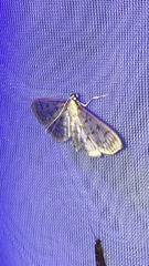 Herpetogramma aeglealis