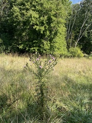 Cirsium discolor