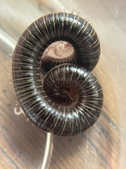Parajulidae