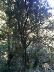 Erica arborea