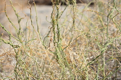 Funastrum