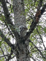 Sciurus carolinensis