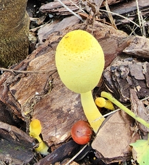 Leucocoprinus birnbaumii image