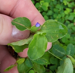 Commelina benghalensis
