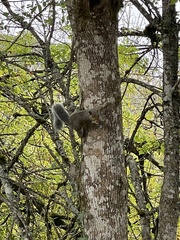 Sciurus carolinensis