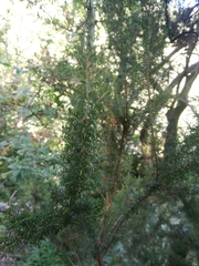 Erica arborea
