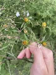 Bidens tripartita