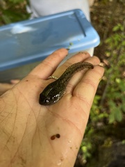 Lithobates catesbeianus