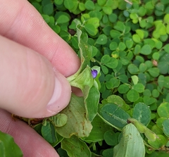 Commelina benghalensis