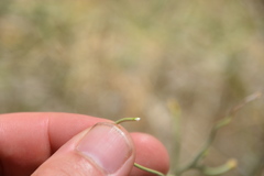 Funastrum