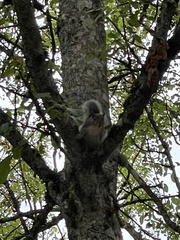 Sciurus carolinensis
