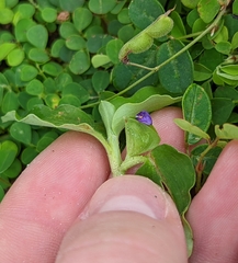 Commelina benghalensis