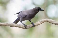 Cyanocorax cyanomelas