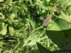 Staluptus marginalis