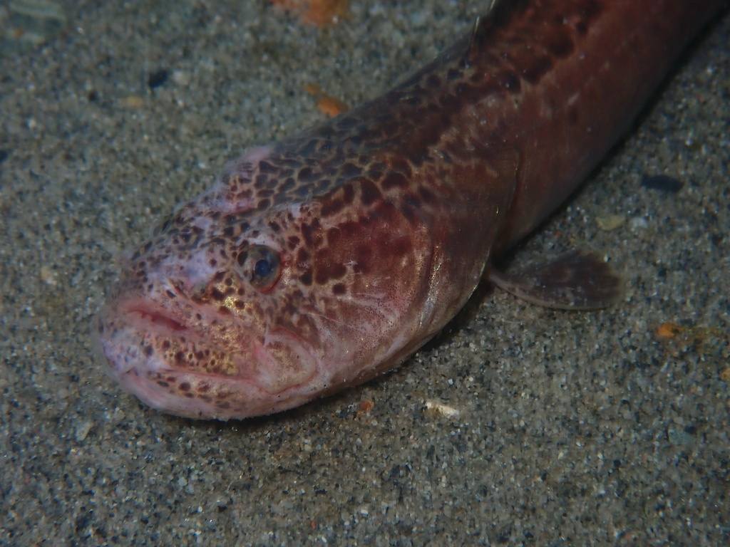 Wrymouth