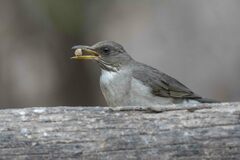 Turdus amaurochalinus