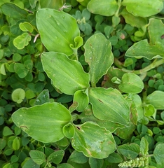 Commelina benghalensis