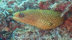 Gymnothorax miliaris