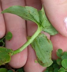 Commelina benghalensis
