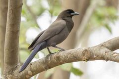 Cyanocorax cyanomelas