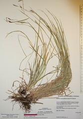 Carex assiniboinensis