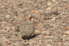 Pterocles orientalis