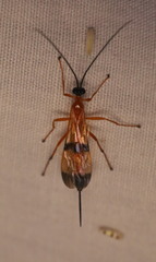 Acrotaphus wiltii