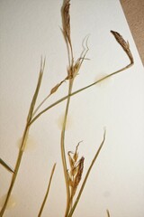 Carex assiniboinensis