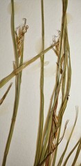 Carex assiniboinensis