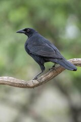 Molothrus oryzivorus